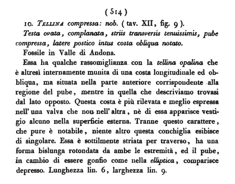 Tellina compressa (Brocchi, 1814)  - Pliocene - Astigiano